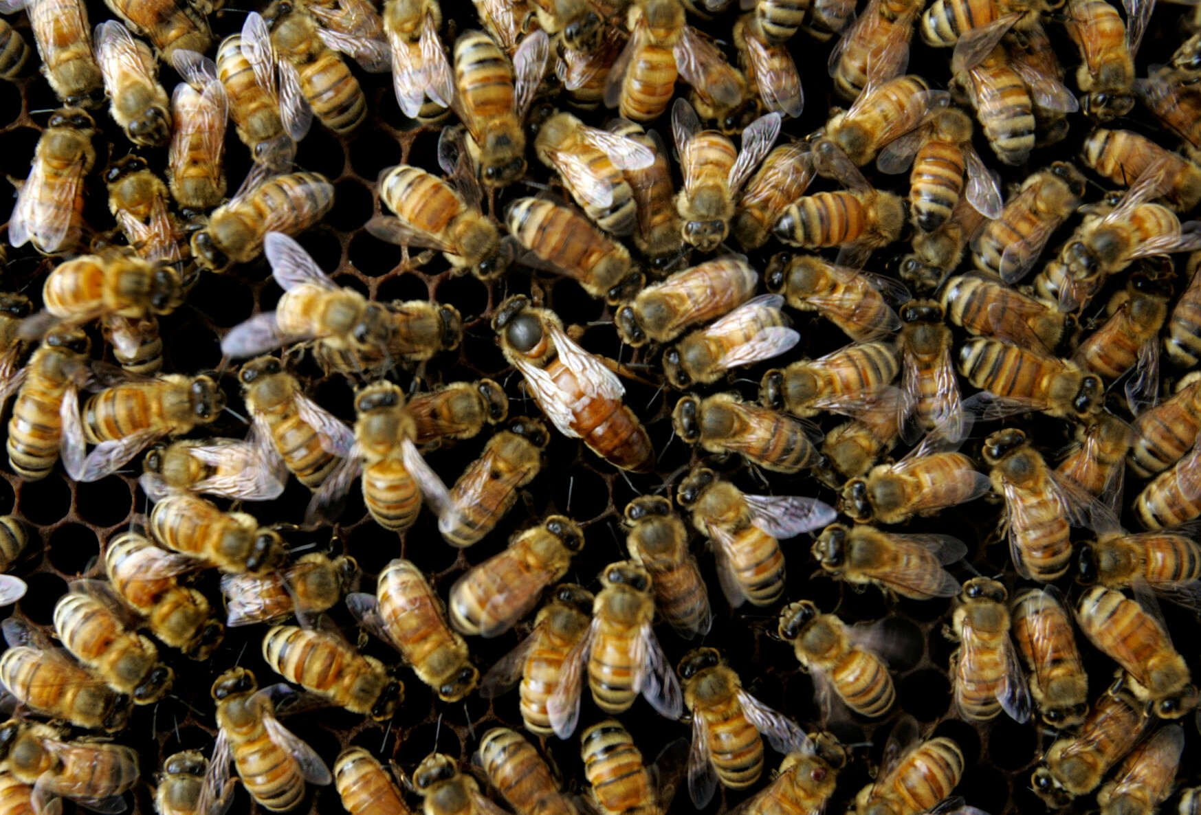 Bees
